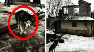 🔴Хозяин 10 лет держал🐶собаку Хаски на цепи, пока однажды не обрушился соседский дом