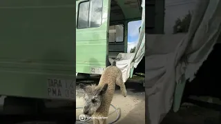 Restauración camper Düdo (Mercedes 407D)