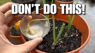 Avoid This Mistake When Growing Green Onions!