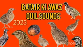 бедана бедана сайраши Quail sounds night hunting batair ki awaz  بٹیروں کی آواز رات والی والیم