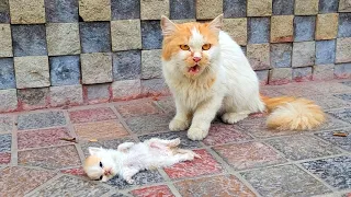 Please Don't Leave, My Child is Dying" Crying Mother Cat Begging for Help for Her Struggling Kitten