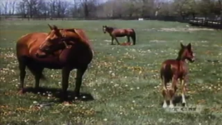 Man O'War in Kentucky (1938)