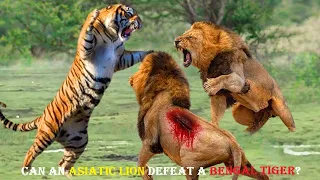 Can An Asiatic Lion Defeat A Bengal Tiger? | Tiger VS Lion in Ancient India