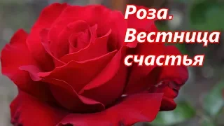 Роза.  Вестница счастья