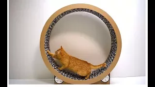 Cats Running Wheel from cardboard Cat Exercise Wheel Game trainer for cats