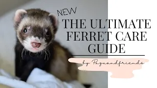 Ultimate Ferret Care Guide 2021 NEW