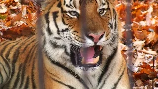 【迫力】アムールトラの鳴き声 - Roaring Siberian Tiger