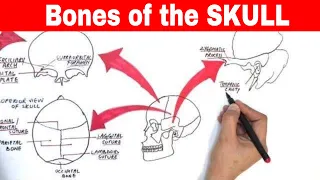 Bones of the SKULL - part 1 (LEARN it the SKETCHY way)