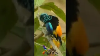 beautiful Seven colored Tanager preening itself #viral #birds #asmr #shorts #papagaio #nature