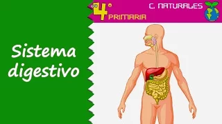 Ciencias de la Naturaleza. 4º Primaria. Tema 2. Función de nutrición. Sistema digestivo