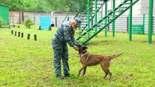 Благовещенский кинолог рассказала о тонкостях службы