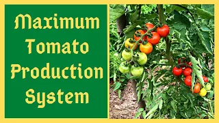 I'll Never Grow Tomatoes The Old Way Again - Tomato Trellis System For Maximum Quality & Production