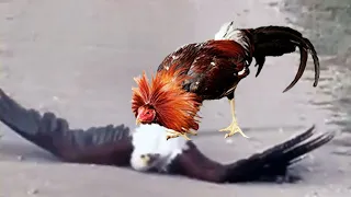 ¡Este Águilas Se Metió Con El Oponente Equivocado!