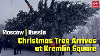 Russia Main Christmas Tree arrives at Kremlin Cathedral Square | Sobornaya Square | Moscow | Russia