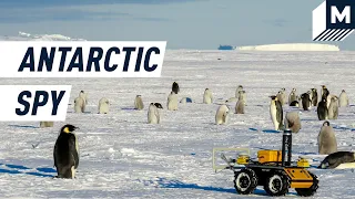 The Robot Living with Penguins in Antarctica | Mashable