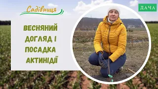 Весняний догляд і посадка актинідії. Українське Ківі. Як виростити актинідію?