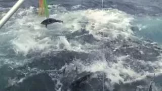 EPIC TUNA frenzy in Panama!!! Underwater footage too!!!