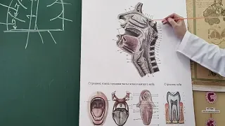 Лекція  Дихальна система  ЗМФК ua