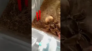 How to pick up a GIANT TARANTULA!!!! Gone Wrong!!! 😬😱