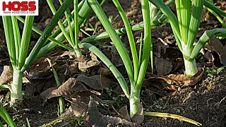 How to Grow Flavorful and Nutritious Onions!