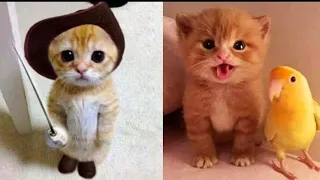 OMG So Cute ♥ Best Funny Cat Videos 2021