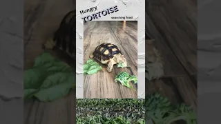 Hungry TORTOISE #shorts