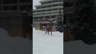 son dakika haber KIZIL GEYİKLER caddeye indi Bolu kar manzarası #shorts