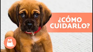 Guía Completa de los CUIDADOS de un CACHORRO 🐶 (Educación, Alimentación, Higiene y Juego)