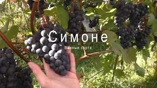 Симоне - Винные сорта на нашем участке