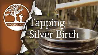 Bushcraft Foraging: Tapping Birch Water