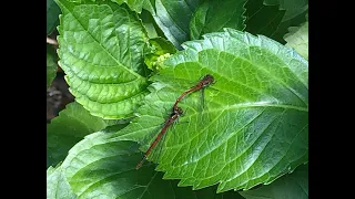 Dragonflies doing what comes naturally