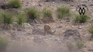 Jeff's West Texas Aoudad Hunt