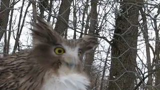 Fish Owl says "Uhoo!"