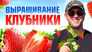 9 правил как правильно посадить клубнику / Илья Макаров
