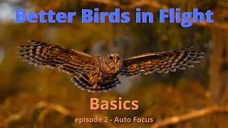 Getting Better Birds in Flight - Part 2 (Auto Focus)