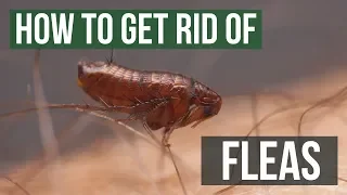 How to Get Rid of Fleas Guaranteed (4 Easy Steps)