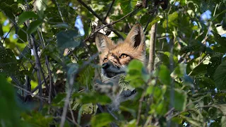 A very sad Felix the tree fox update.