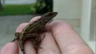 Man gets bit by poisonous lizard