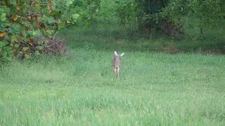 Doe and Fawns on the Farm (6) - 20220922