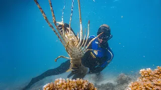 Life On The Great Barrier Reef (Commercial Lobster Diving)
