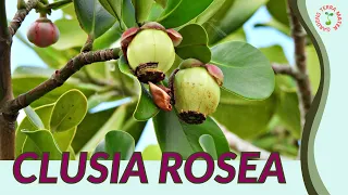 CLUSIA ROSEA Information and Growing Tips! (clusia rosea)