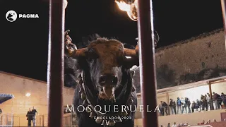 Documentamos el maltrato a un toro embolado en Mosqueruela (Teruel)