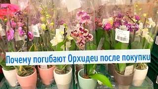 Что делать с Орхидеями Фаленопсис после покупки/Почему погибают Орхидеи