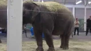 Ringling Brothers Circus Animal Open House - Cruelty to Elephants - Sept 1, 2014