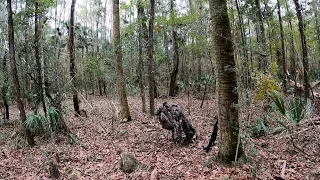 Another florida public land buck down! (whitail deer hunt)