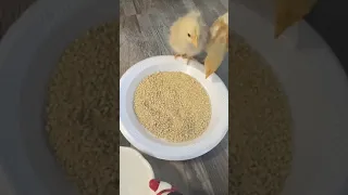 Feeding My Pets