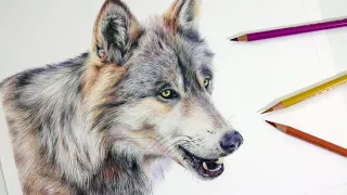 HOW TO DRAW A REALISTIC WOLF | Colored Pencil Drawing Tutorial