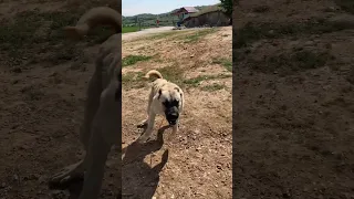 Turkish Kangal dogs do not like cyclists