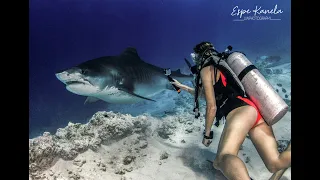 Maldives Fuvahmulah Tiger Beach Dive with Fuvahmulah scuba club - Safe dive with Tiger sharks Daily