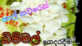 ✔ගෙදරදීම බිම්මල් වගා කරන්න මේ තරම් ලේසියි කියලා දැනගෙන හිටියද/cultivate mushrooms/growing mushrooms